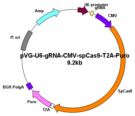 Human EPPK1 gRNA pool clone