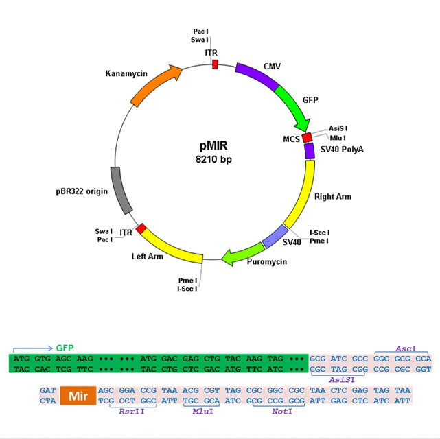 Premade Adenovirus for Human mir214, 1X10^12 viral particles/ml, 1ml