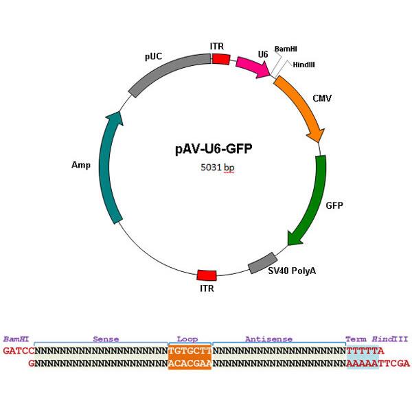 Ready-to-package AAV shRNA clones，4 predesigned shRNA in pAV-U6-GFP vector + 1 negative control with scrambled sequences
