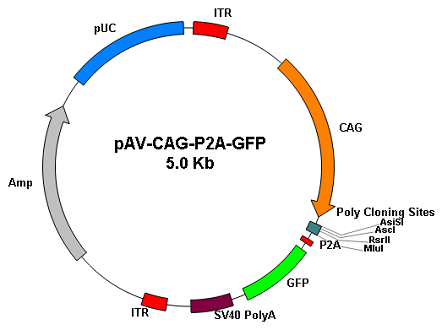 Viral Expression Vector Wz Biosciences Virus Packaging Adeno Associated Virus Aav Adenovirus Neurotransmitter Nt Fluorescent Sensors Jgcamp7 Aav Serotype Screening Lentivirus Lv Adv Aav Retrovirus Optogenetics Chemical Genetics Crispr