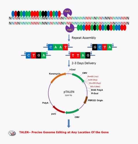 维真生物CRISPR/Cas9-TALE-设计策略