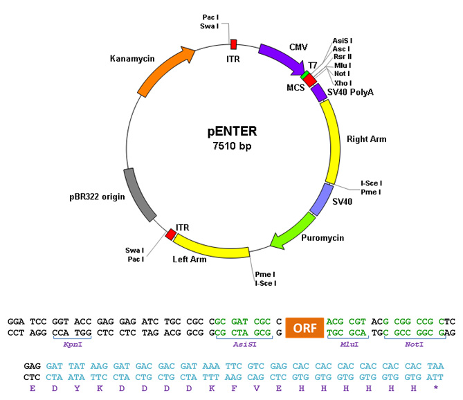 ORF of transcription factor CP2 (TFCP2), transcript variant 3 in pEnter, with C terminal Flag and His tag.