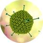 Adenovirus-microRNA