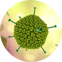 Adenovirus-ORF