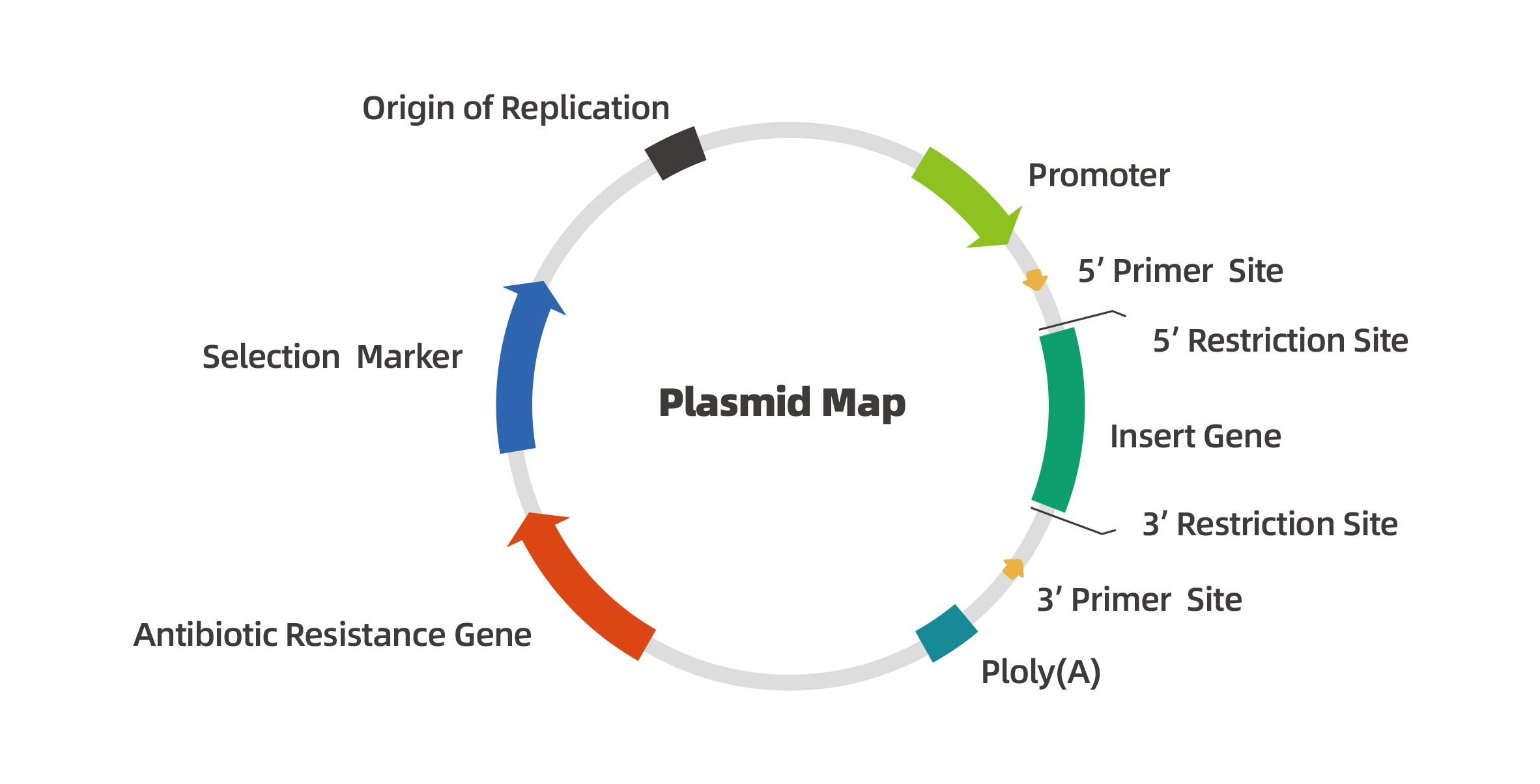 無料配達 molecular cloning 1.2.3 洋書 - education.semel.ucla.edu
