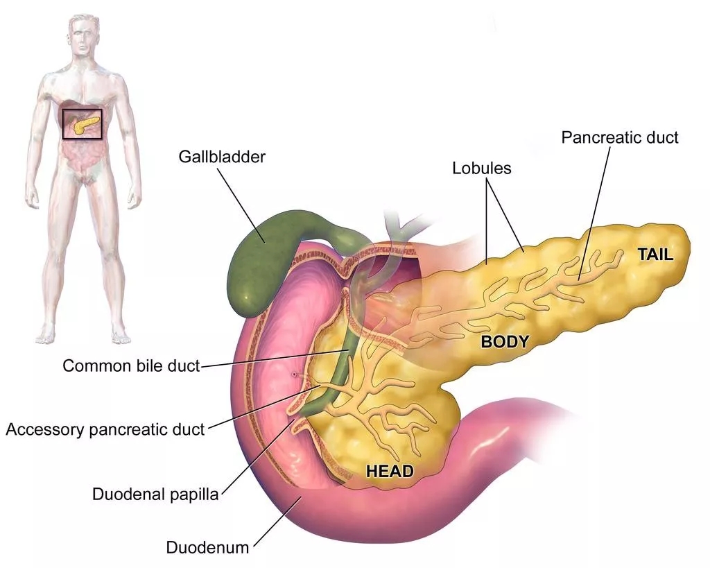 Anatomical structure of the pancreas showing the head, body and tail, pancreatic duct and duodenum