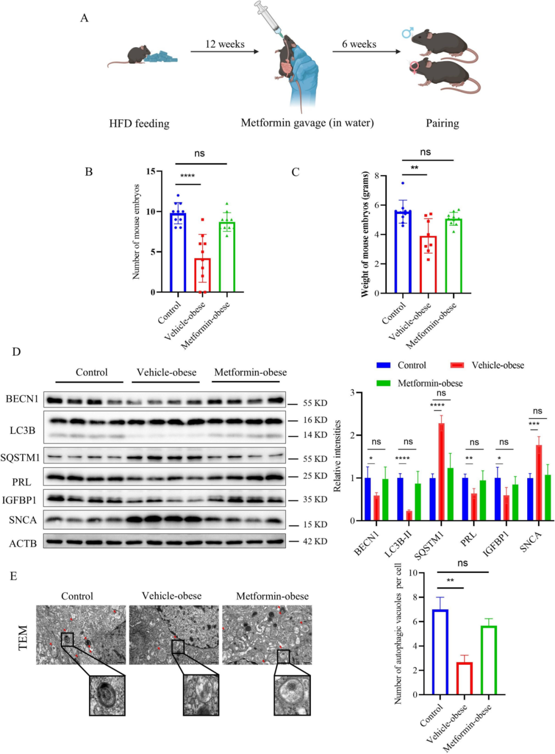 Figure 3 Metformin improves endometrial receptivity and autophagy in an obese mouse model