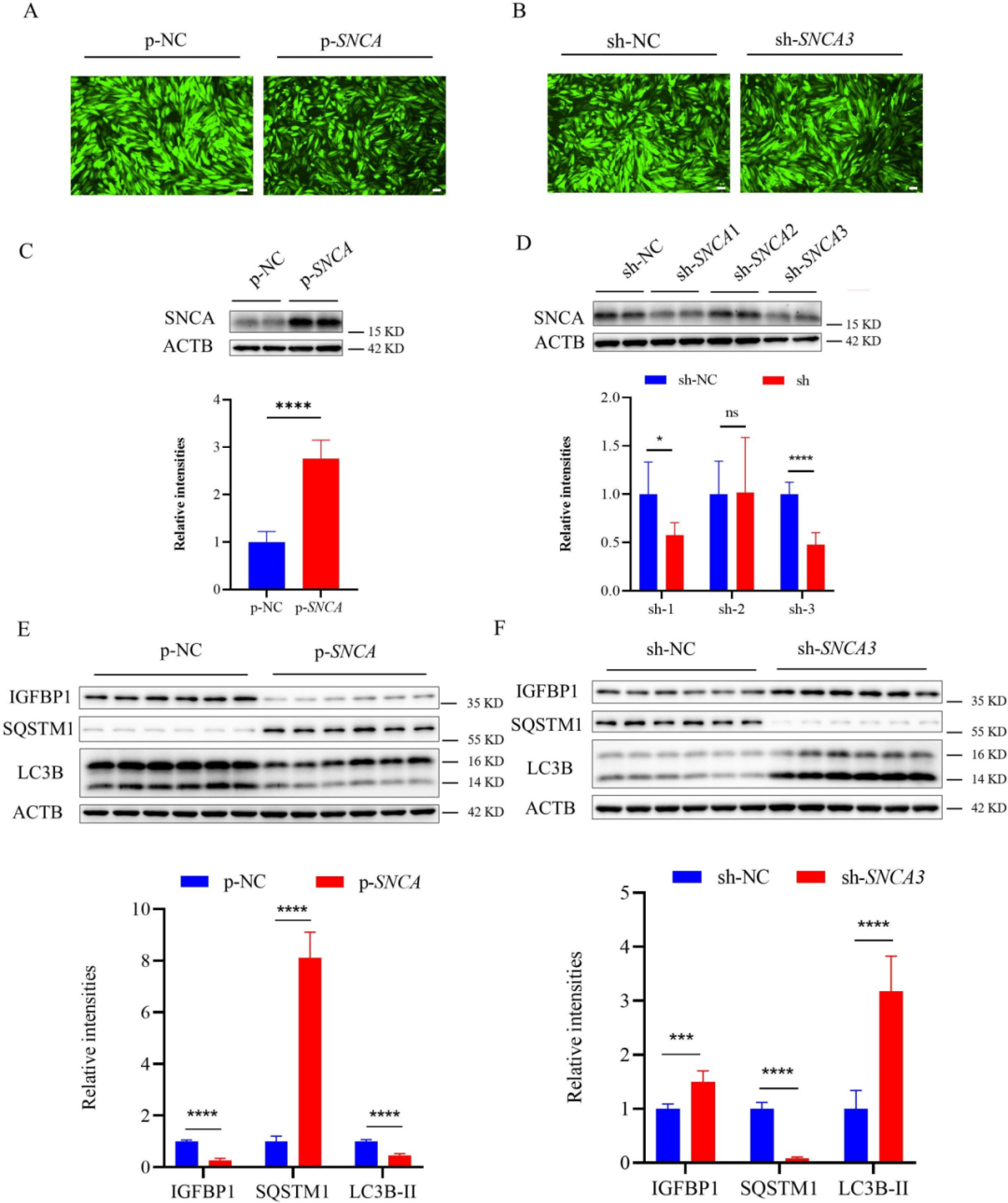 Figure 1 SNCA impairs ESC decidualization by inhibiting autophagy