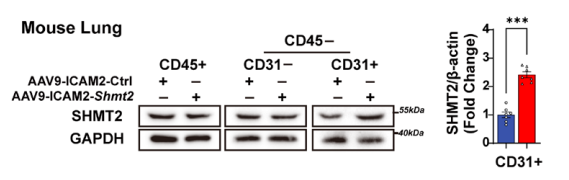 [AAV_Adenovirus_Plasmid Application Cases in the Lung] SHMT2 protein expression is significantly increased in lung tissue of AAV9-ICAM2-Shmt2-treated mice