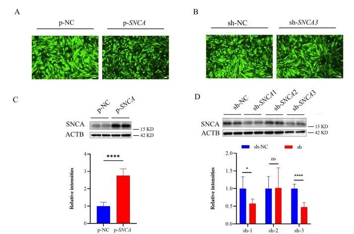 Lentivirus efficiently transduces ESCs and mediates SNCA overexpression and knockdown