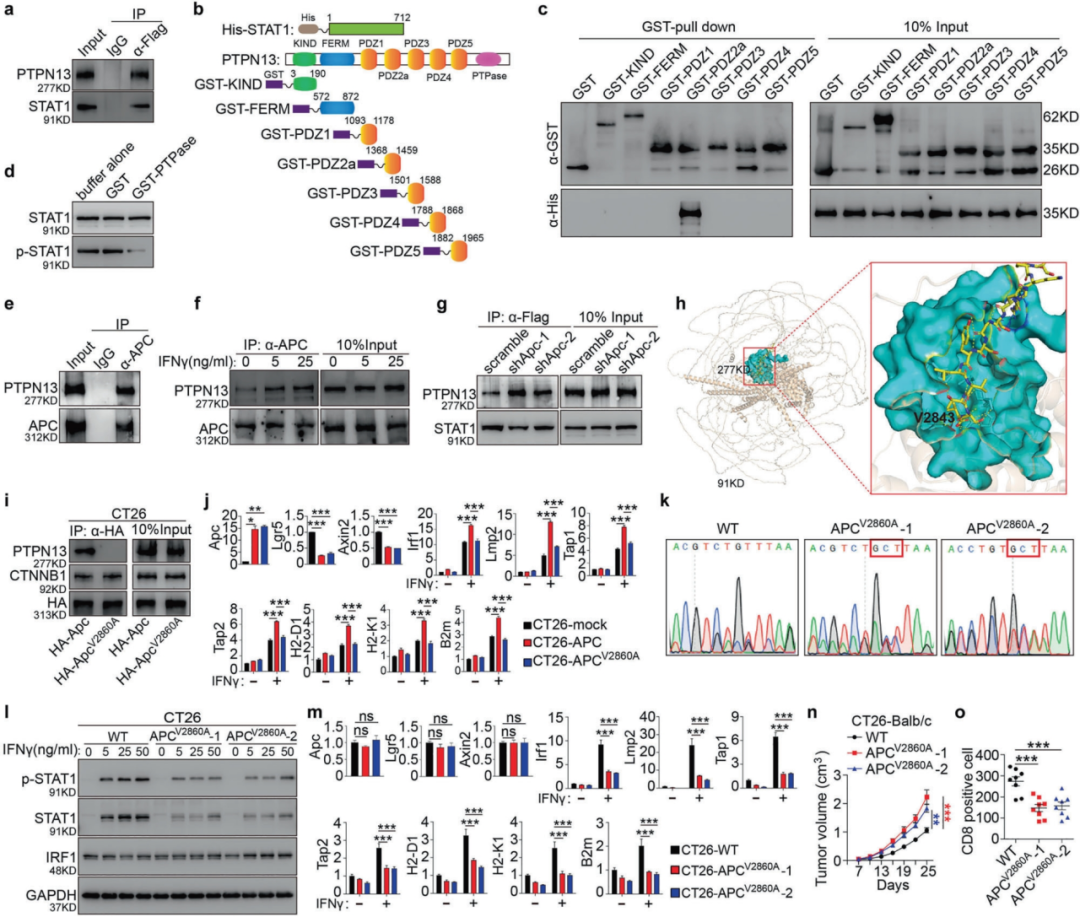 Figure 2 The C-terminal valine of APC is essential for PTPN13 binding and immune evasion in CRC