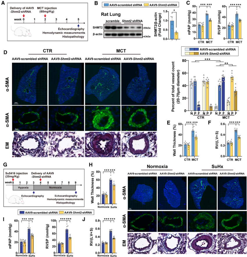 [AAV_Adenovirus_Plasmid Application Cases in the Lung] Validation of endothelial SHMT2 regulation of the pulmonary hypertension phenotype