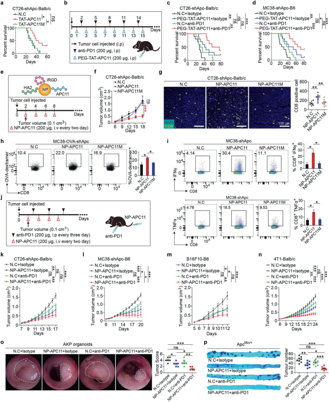 Figure 3 APC11 inhibits tumor growth and enhances the response to anti-PD1 therapy