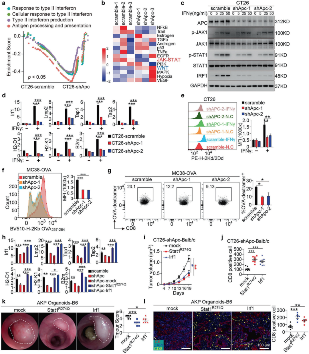 Figure 1 APC deficiency inactivates IFNγ-STAT1-IRF1-MHC-I antigen presentation signaling