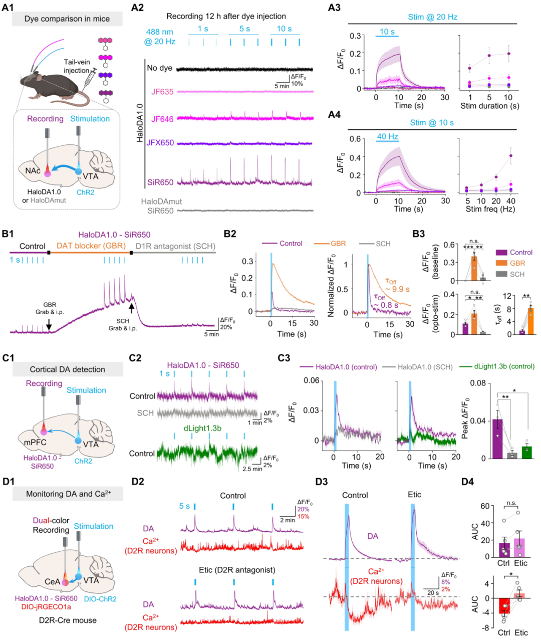 HaloDA1.0 can be used to detect endogenous DA release in freely moving mice