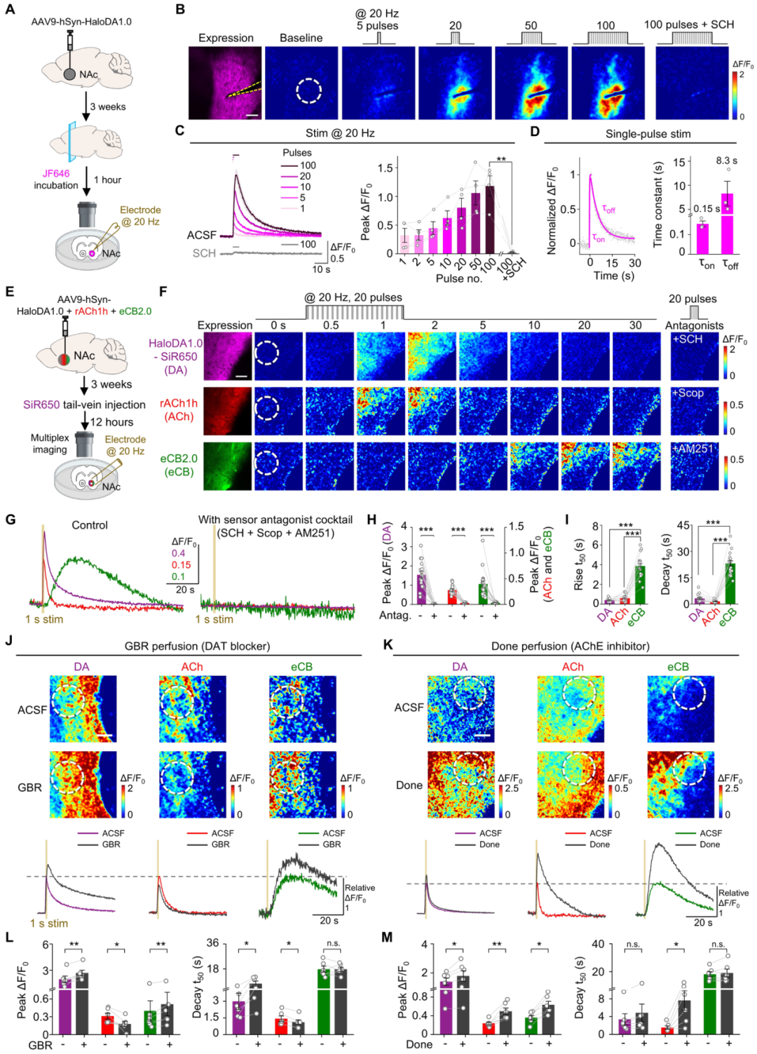 Multiplex imaging with HaloDA1.0 in acute brain slices