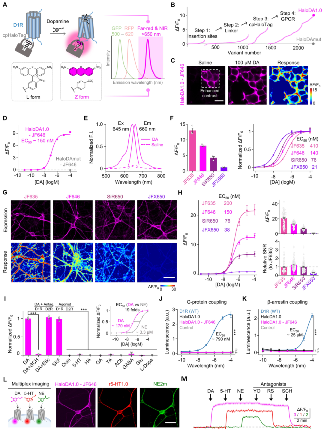 Development and characterization of the far-red dopamine sensor