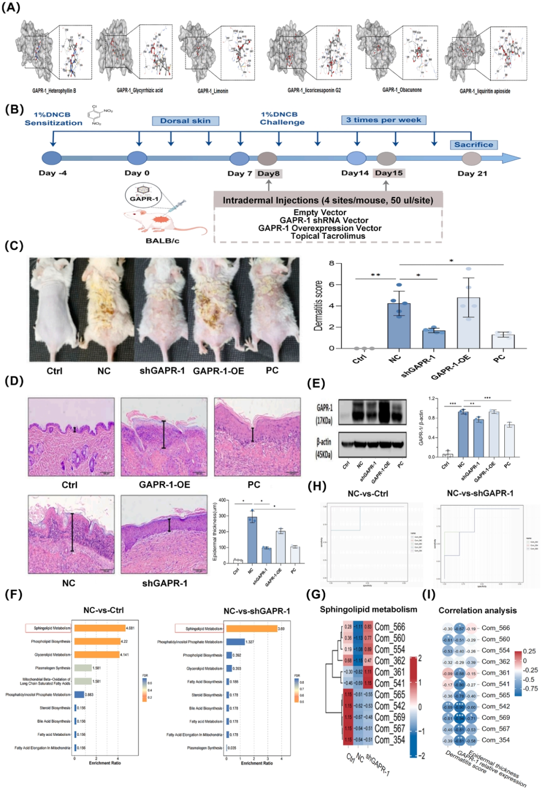 Figure 2 Molecular docking predicts high-affinity binding of PTQX components to GAPR-1, and epidermal GAPR-1 silencing ameliorates AD pathology and restores skin sphingolipid homeostasis