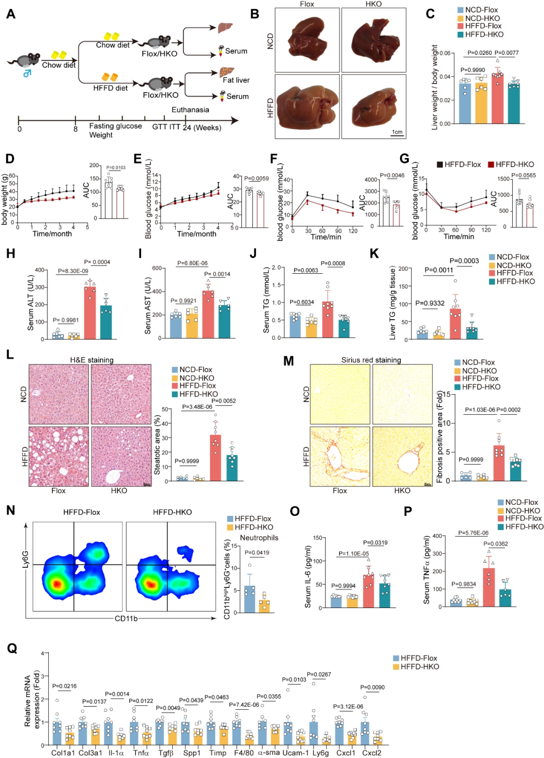 Figure 1 Hepatocyte-specific deficiency of ACSS2 ameliorates high-fat high-fructose diet-induced metabolic syndrome