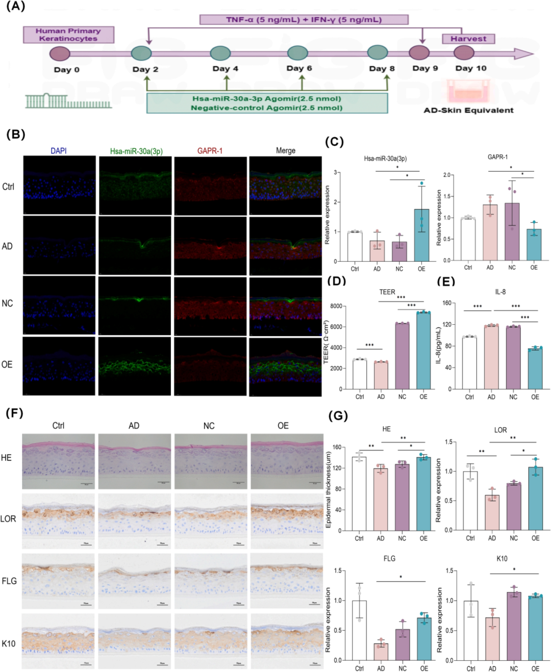 Figure 1 miR-30a overexpression downregulates GAPR-1 and restores barrier integrity in AD-like 3D skin equivalents
