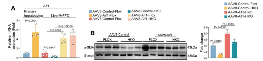 Validation of Aif1 overexpression