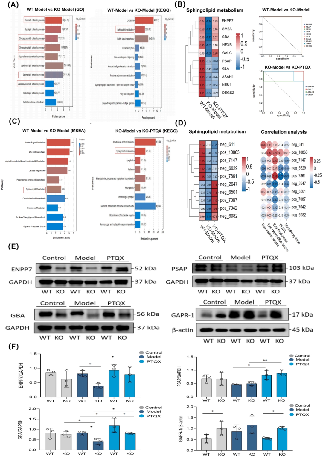 Figure 3 PTQX restores sphingolipid homeostasis in AD by regulating the miR-30a/GAPR-1 axis