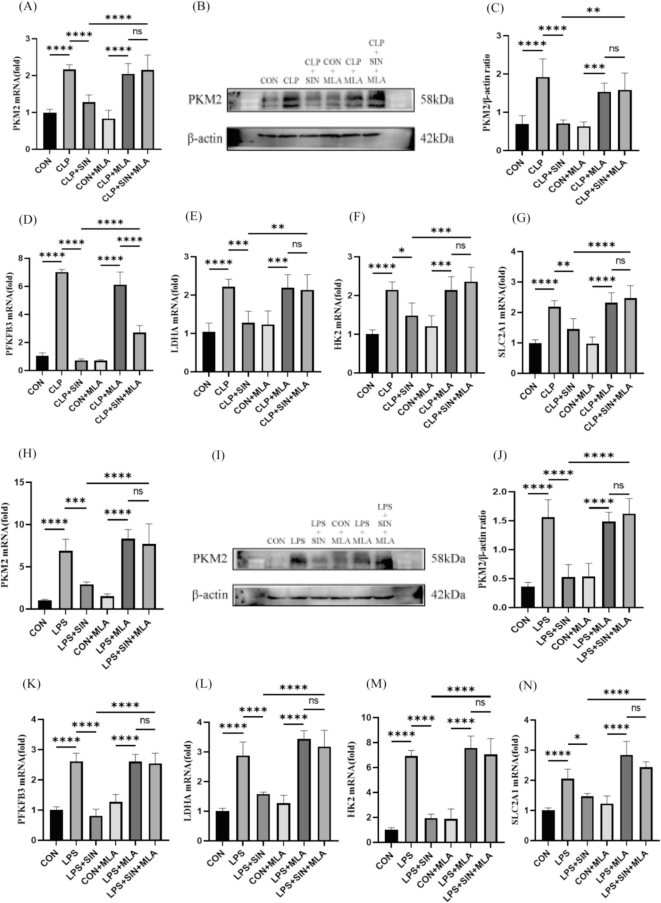 Figure 1 SIN inhibits the expression of key glycolytic enzymes via CHRNA7