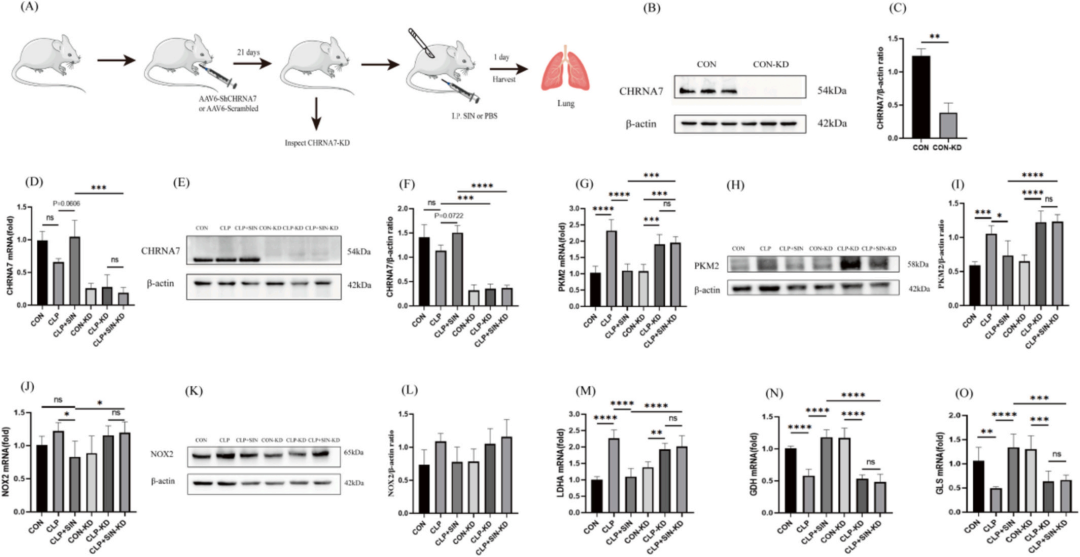 Figure 2 Downregulation of CHRNA7 suppresses the restorative effect of SIN on metabolic reprogramming in septic mice