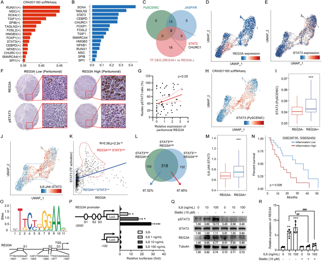 Inflammation-induced STAT3 activation upregulates REG3A expression in acinar cells