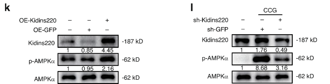 Adenovirus successfully mediates Kidins220 expression and knockdown in NPCs