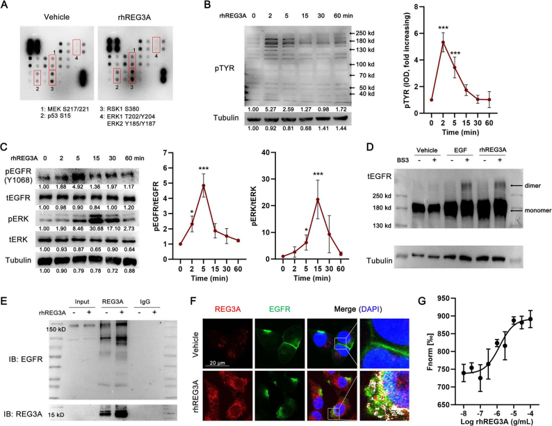 EGFR-MAPK activation mediates the proliferative effect of REG3A in PDAC cells