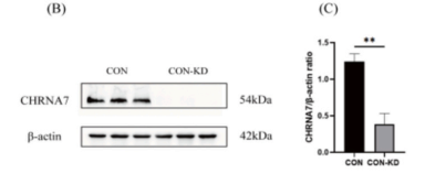 AAV6-shCHRNA7 significantly knocks down CHRNA7 expression