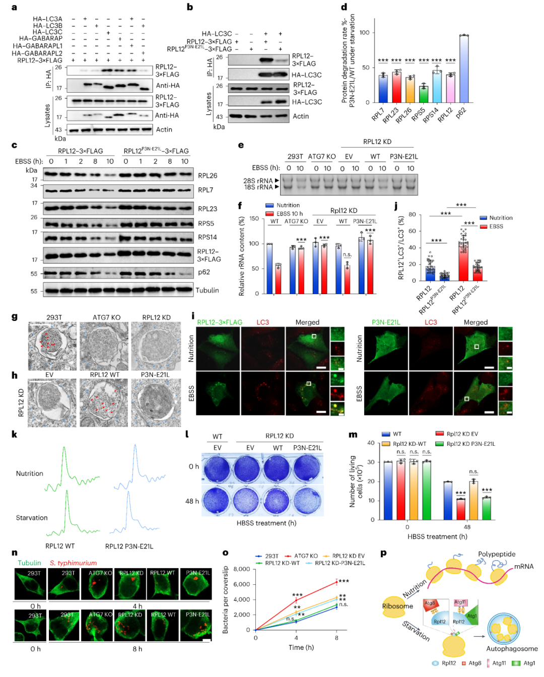 Figure 3 RPL12 is a conserved ribophagy receptor in mammals
