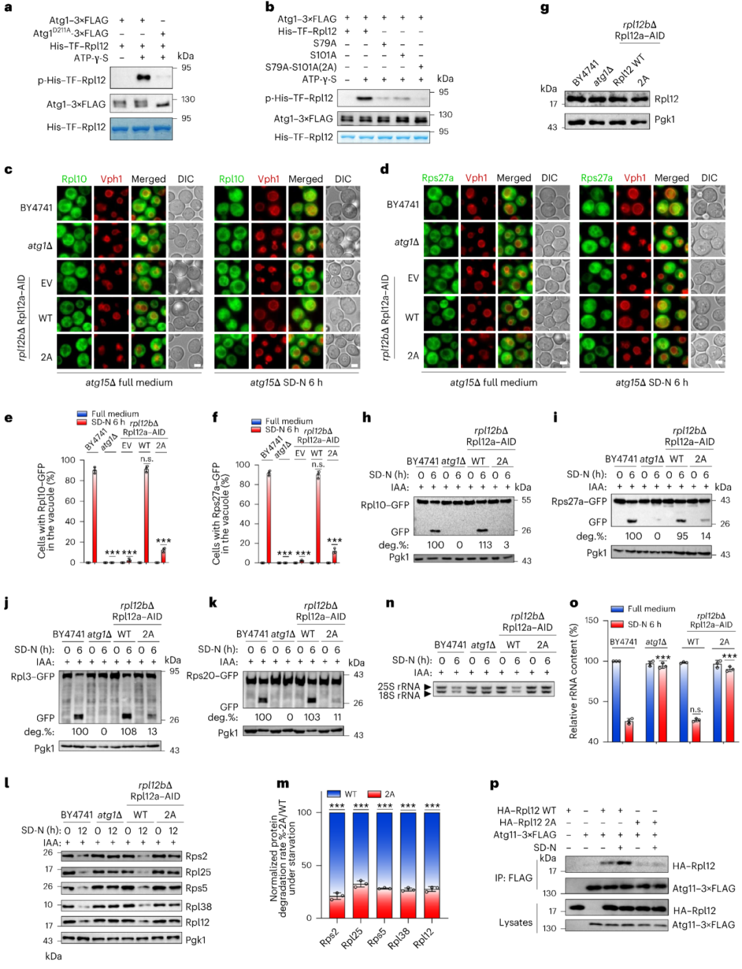 Figure 1 Atg1-mediated phosphorylation of Rpl12 triggers ribophagy
