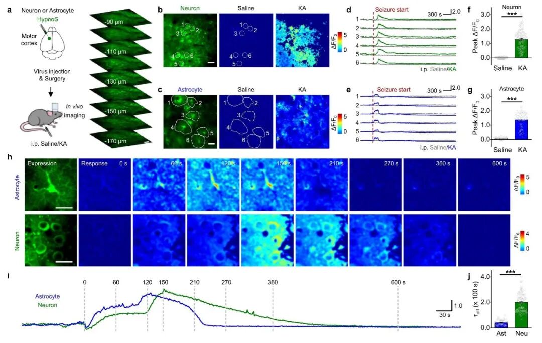 Figure 2 In vivo two-photon imaging resolves cell-type-specific iAdo dynamics