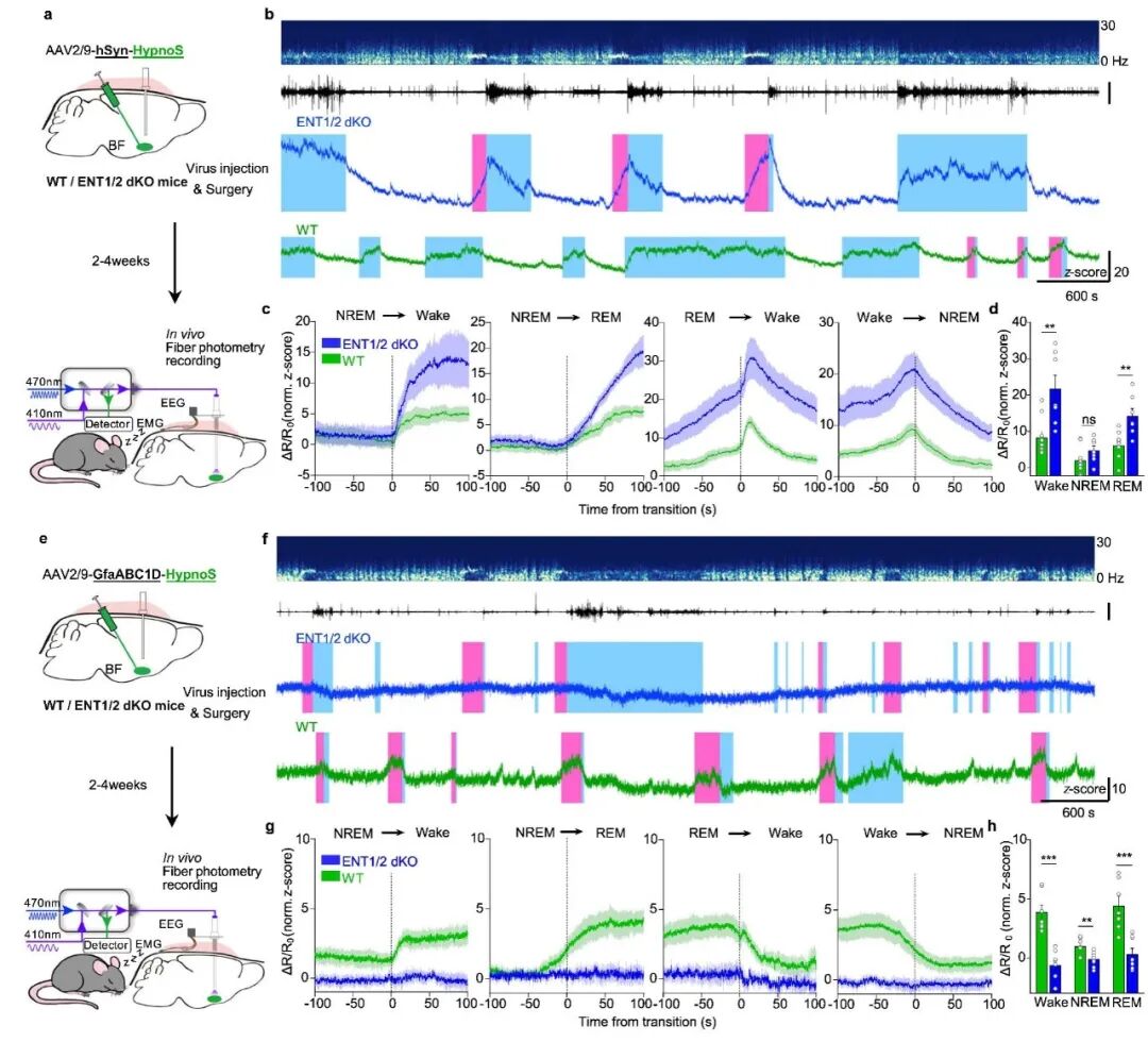 Figure 3 HypnoS reveals ENT1/2-mediated adenosine transport across the sleep–wake cycle
