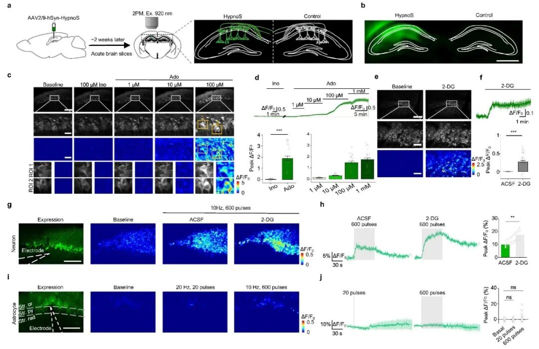 Figure 1 HypnoS monitors iAdo dynamics in mouse brain slices