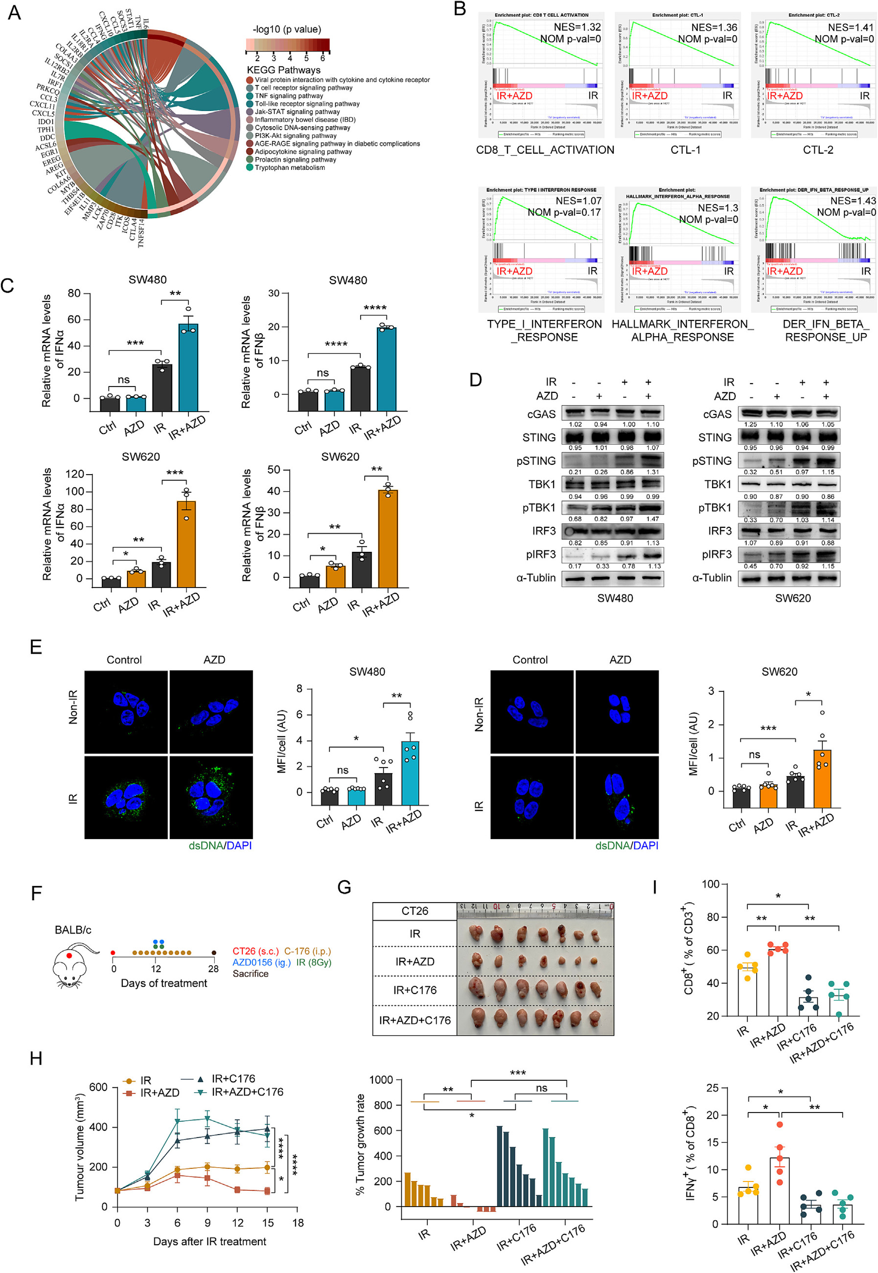 Figure 2. Targeting ATM activates the STING pathway by increasing cytoplasmic DNA levels after radiation