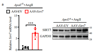 Validation of AAV-mediated SIRT7 overexpression