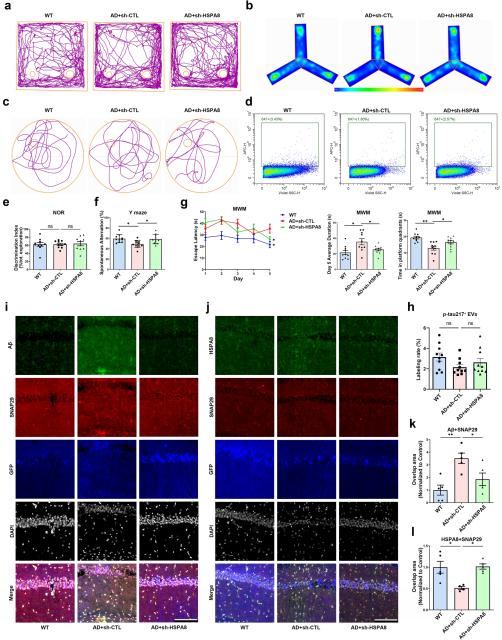 HSPA8 knockdown restores cognitive function and p-tau217+EV secretion in APP/PS1 mice