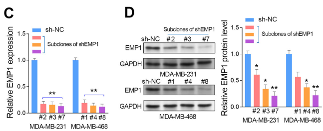 Knockdown efficiency of Lv-4 in 1-shEMP1 in MDA-MB-231 and MDA-MB-468 cells