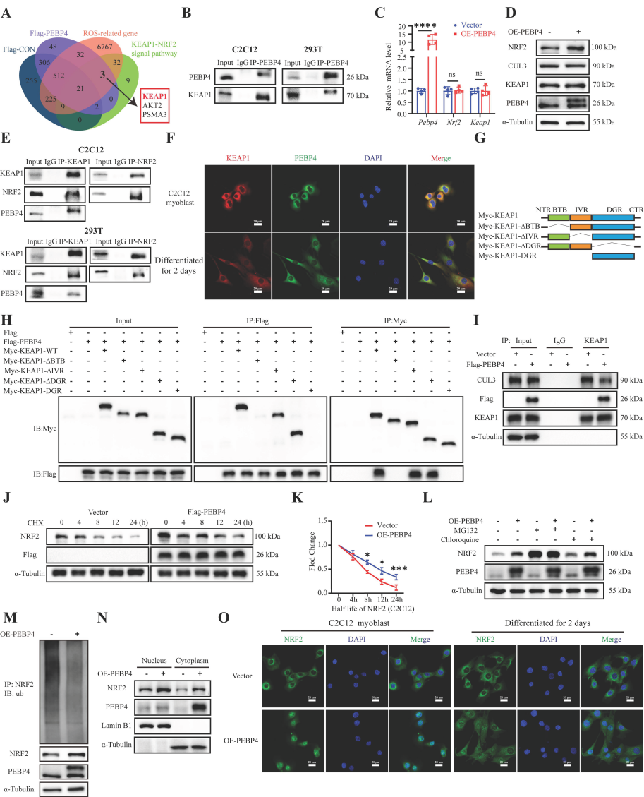 Figure 1. PEBP4 promotes NRF2 nuclear translocation and antioxidant signalling by disrupting Keap1-mediated ubiquitination