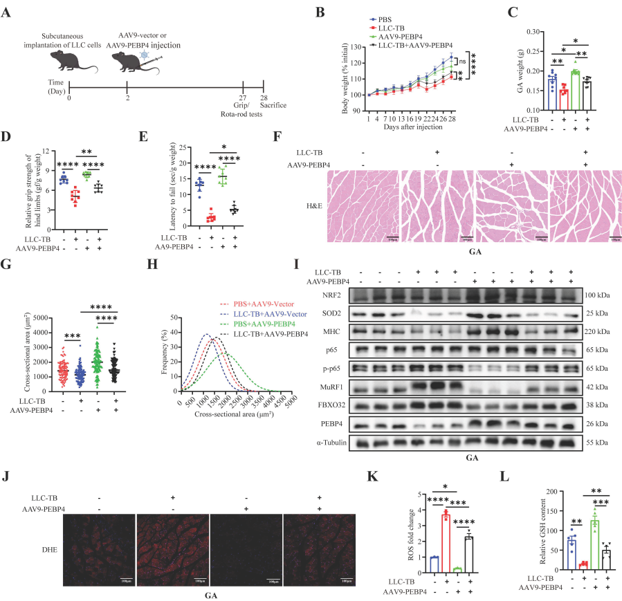 Figure 2. PEBP4 overexpression improves muscle wasting and ROS accumulation in lung CAC