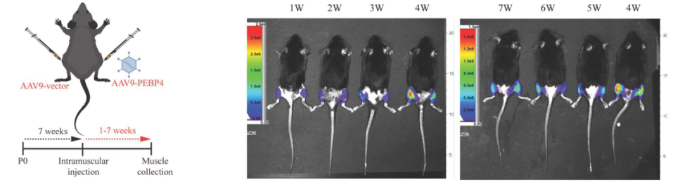 In vivo fluorescence imaging confirms stable expression of AAV9-PEBP4 in GA muscle from 1 to 7 weeks after injection