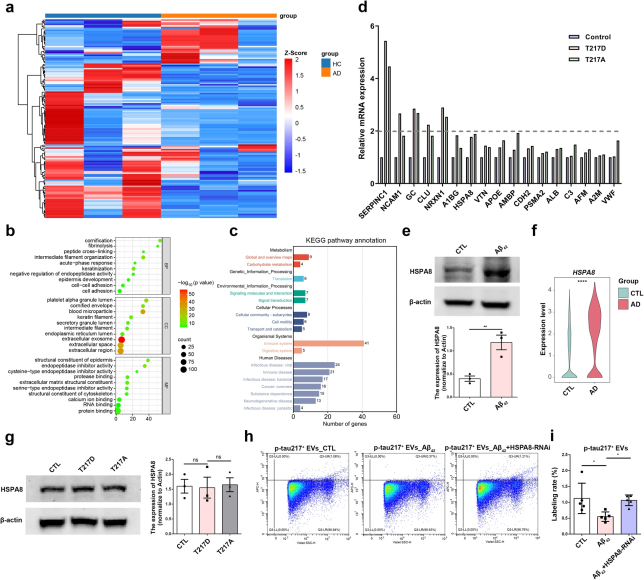 HSPA8 is an upstream signalling molecule regulating p-tau217-associated EVs