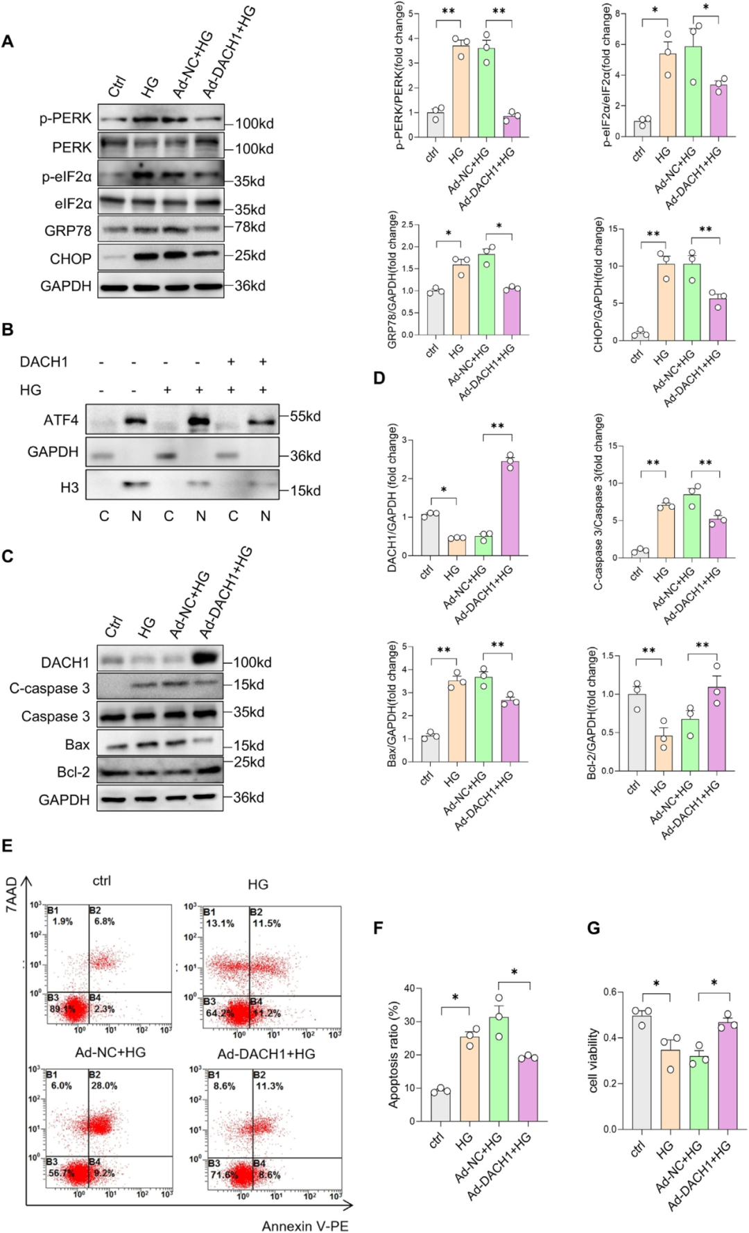 Figure 2. DACH1 attenuates high-glucose-induced ER stress and apoptosis-related injury in cardiomyocytes