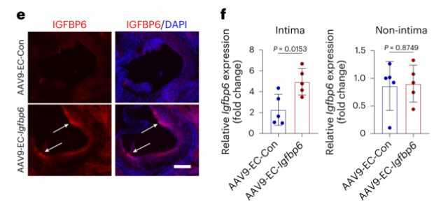 Immunofluorescence showing that AAV9-EC-Igfbp6 successfully mediates Igfbp6 overexpression in the mouse aorta