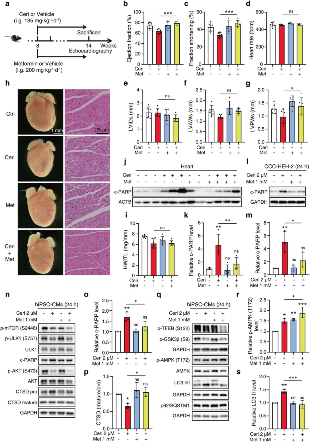 Figure 3. Metformin attenuates ceritinib-induced cardiotoxicity