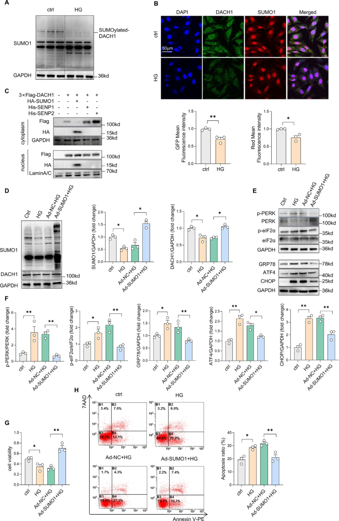 Figure 3. SUMO1 overexpression partially protects cardiomyocytes from high-glucose-induced ER stress and apoptosis through DACH1